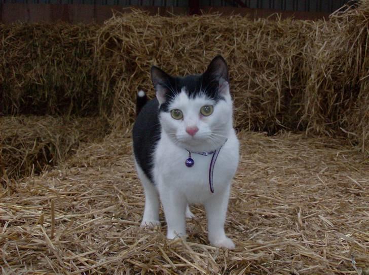 Huskat Nelle død billede 7