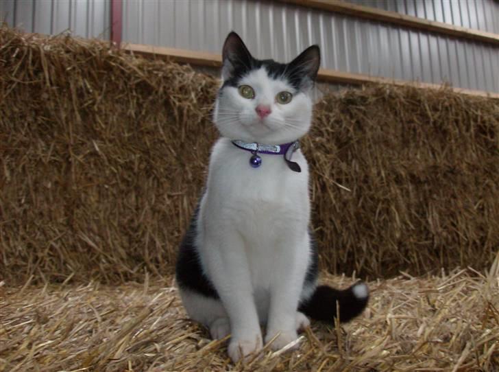 Huskat Nelle død billede 8