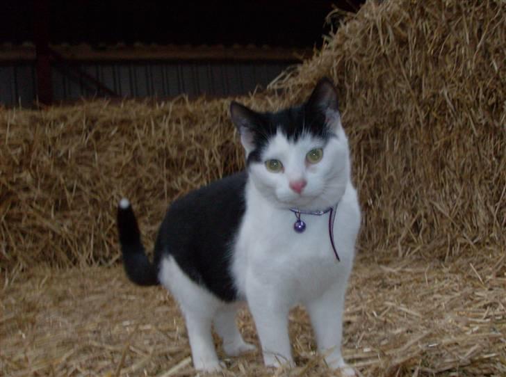 Huskat Nelle død billede 9