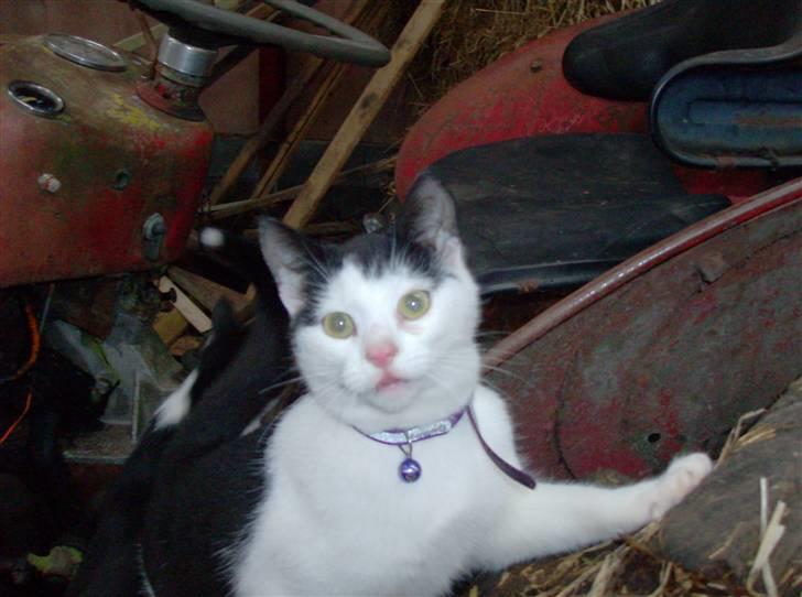 Huskat Nelle død billede 10