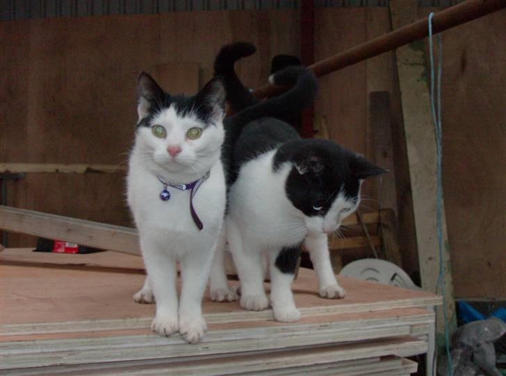 Huskat Nelle død billede 11