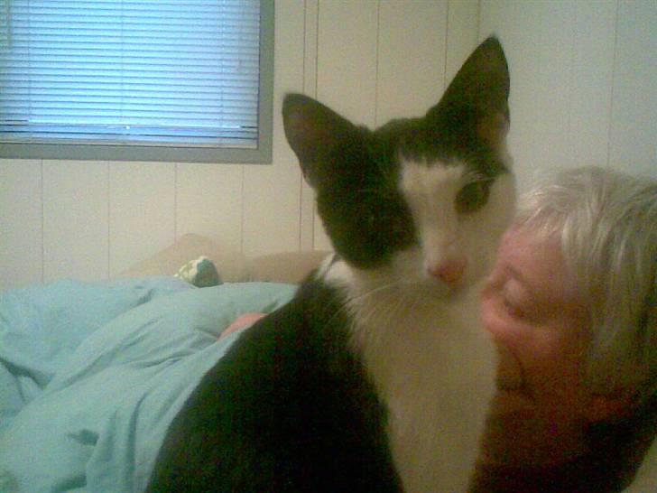 Huskat Freddy død billede 6