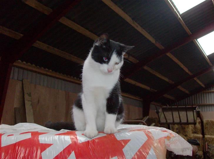 Huskat Freddy død billede 7