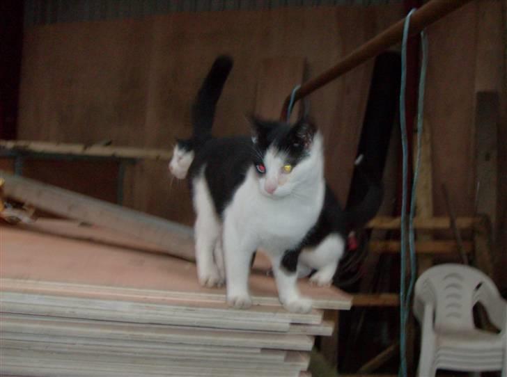 Huskat Freddy død billede 8