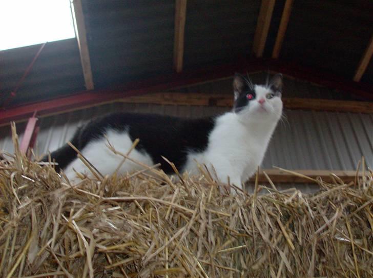 Huskat Freddy død billede 9