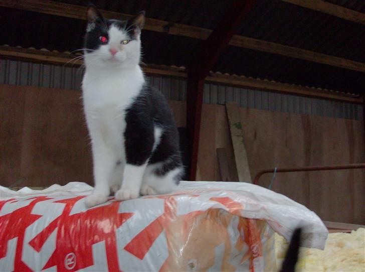 Huskat Freddy død billede 10