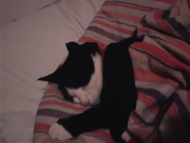 Huskat Sofus død D 25 juli 2016 billede 7