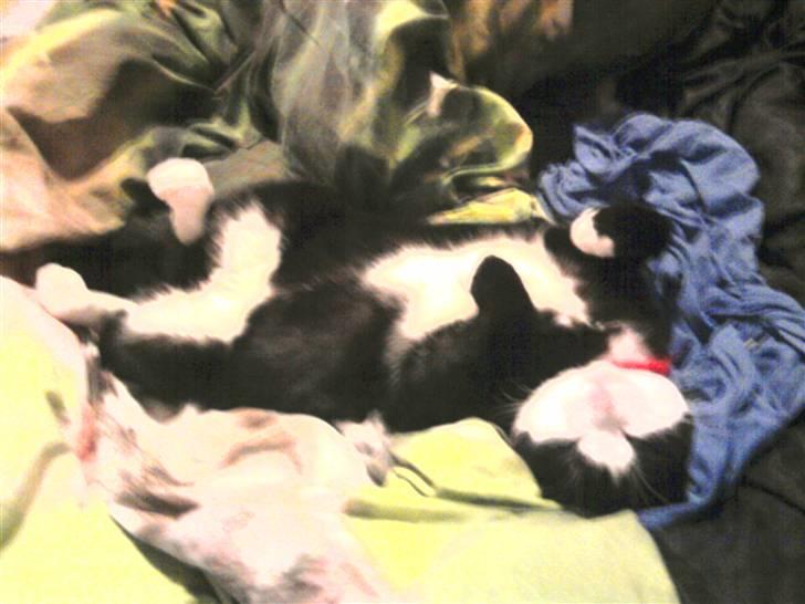 Huskat Sofus død D 25 juli 2016 billede 8