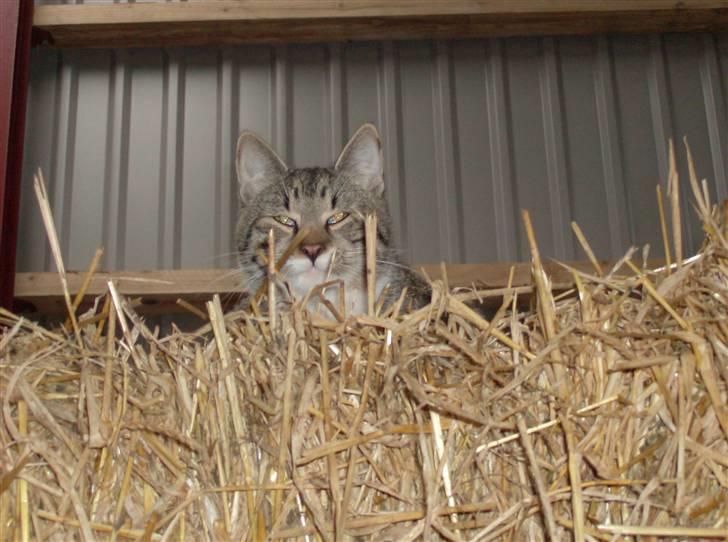 Blanding af racer Oskar billede 8