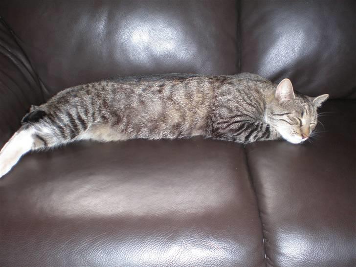 Blanding af racer Oskar billede 9