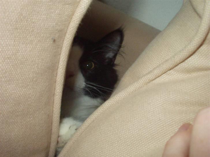 Norsk Skovkat Basil billede 13