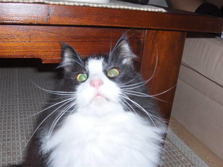 Norsk Skovkat Basil billede 14