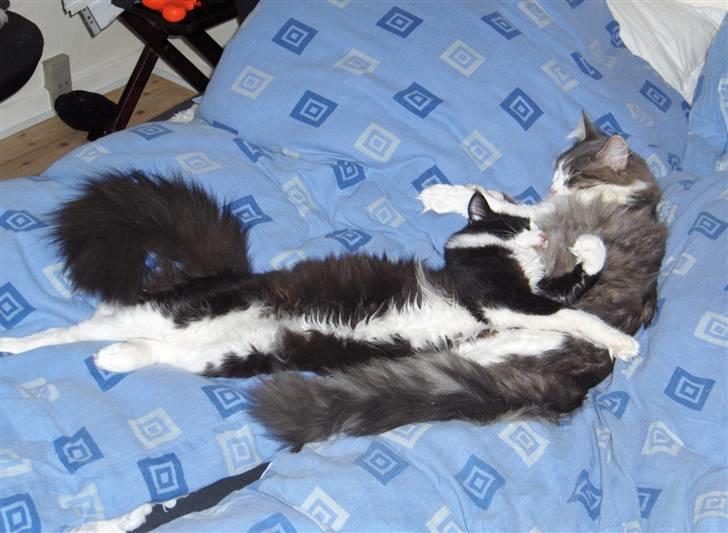 Norsk Skovkat Basil - Pels alle vejne, når de to brødre slår sig sammen til en. billede 15