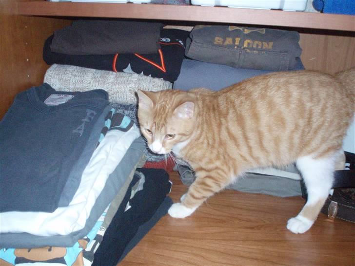 Huskat Power (Putte) - Det er lidt spændende at komme ind i skabet :D billede 9