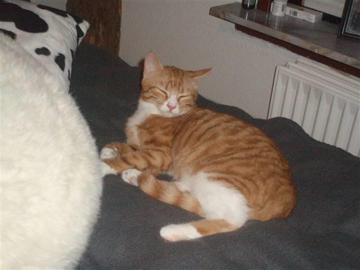 Huskat Power (Putte) - Uuuuh, det er bare dejligt at putte i den store seng :D billede 10