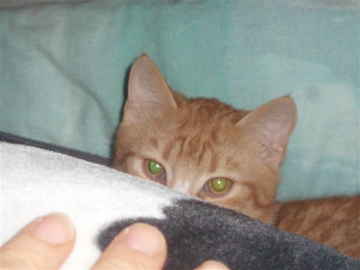 Huskat Power (Putte) billede 11