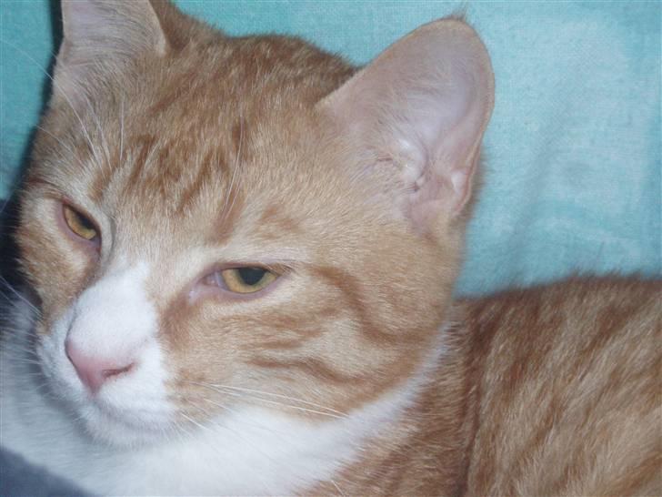 Huskat Power (Putte) billede 12