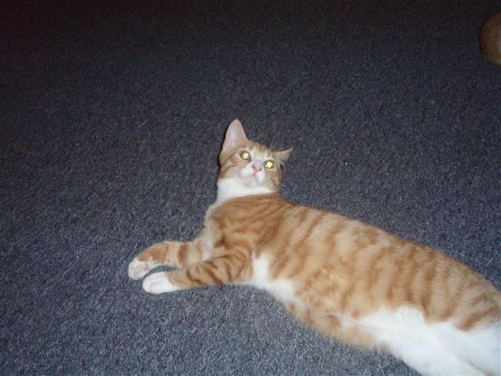 Huskat Power (Putte) billede 13