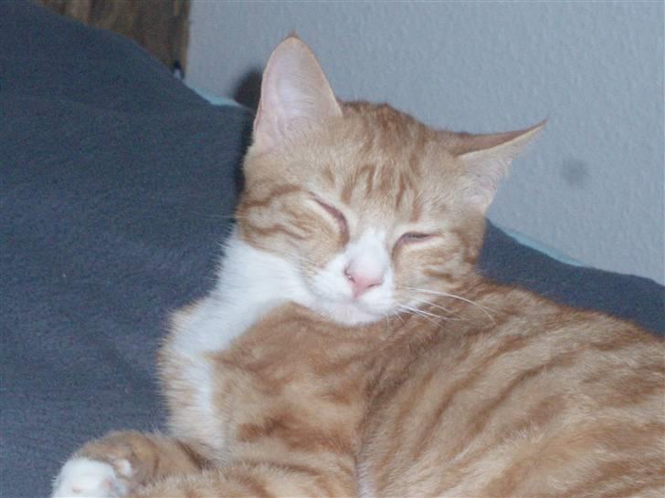 Huskat Power (Putte) billede 14