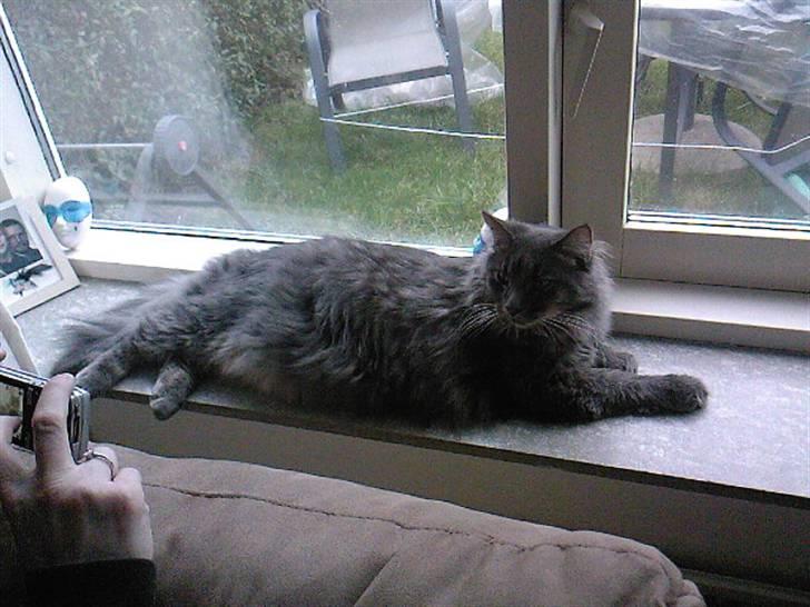 Maine Coon TiGeR billede 13