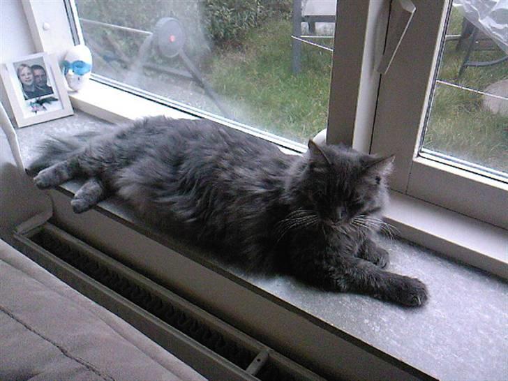 Maine Coon TiGeR billede 14