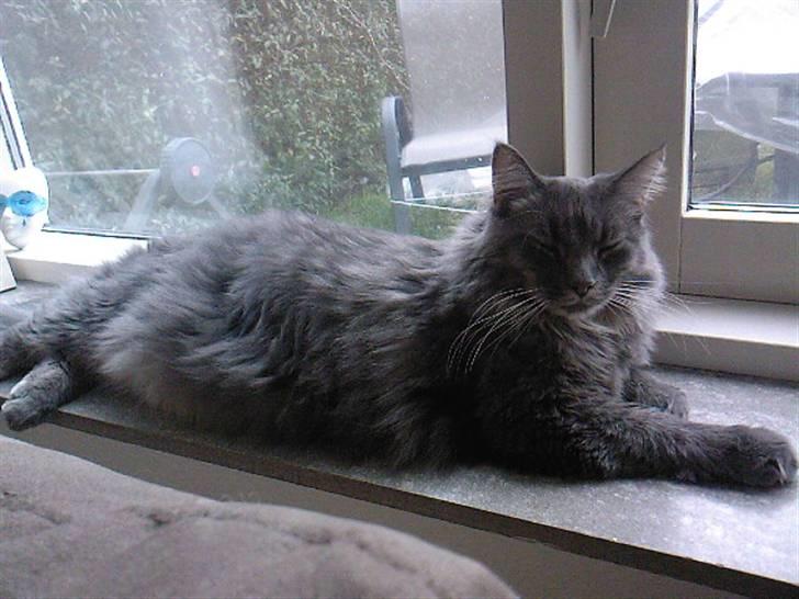 Maine Coon TiGeR billede 15