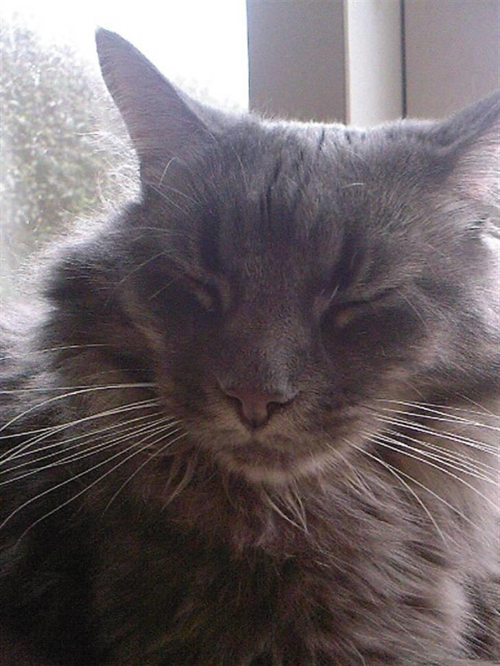 Maine Coon TiGeR billede 16