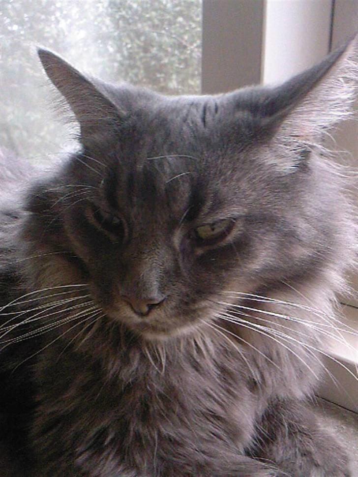 Maine Coon TiGeR billede 17