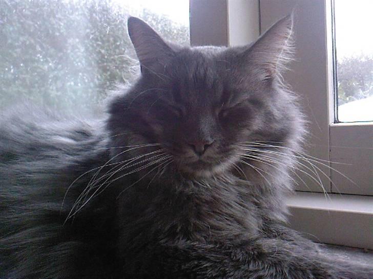 Maine Coon TiGeR billede 18