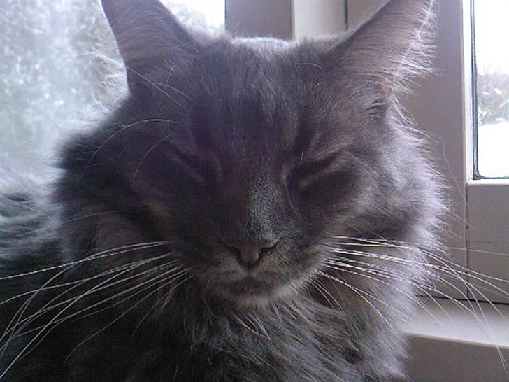 Maine Coon TiGeR billede 19