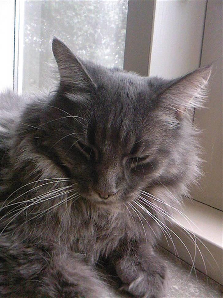 Maine Coon TiGeR billede 20