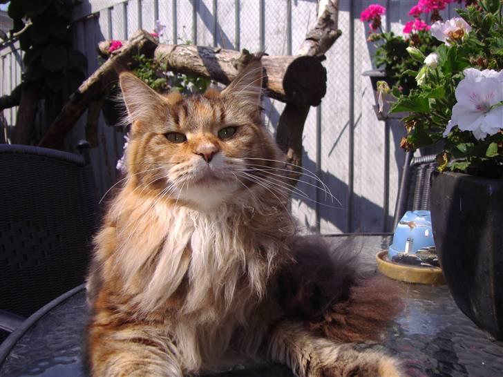 Maine Coon Rushcutter's Jelly Jewel billede 18