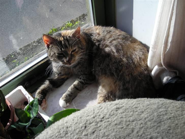 Huskat skælle  billede 5