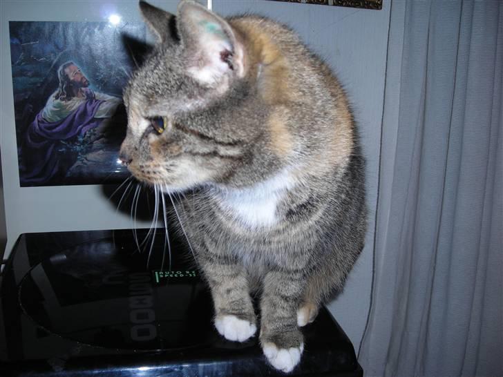 Huskat skælle  billede 6