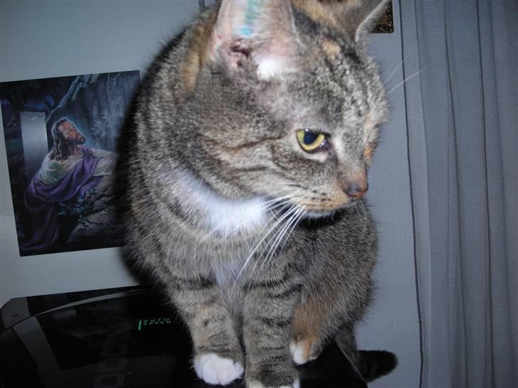 Huskat skælle  billede 7