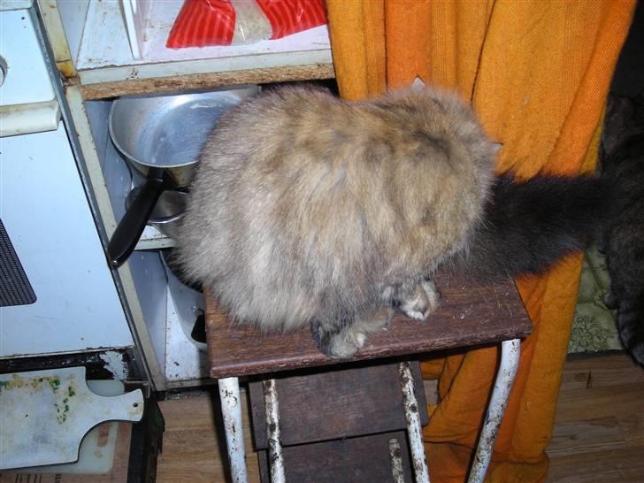 Blanding af racer tullemor billede 7