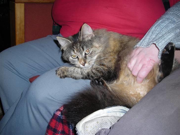 Blanding af racer tullemor billede 8