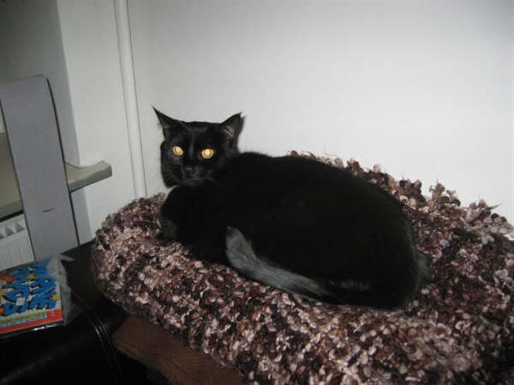 Blanding af racer Emma-katten - Emma-kattens afslapnings-udkigspunkt billede 1