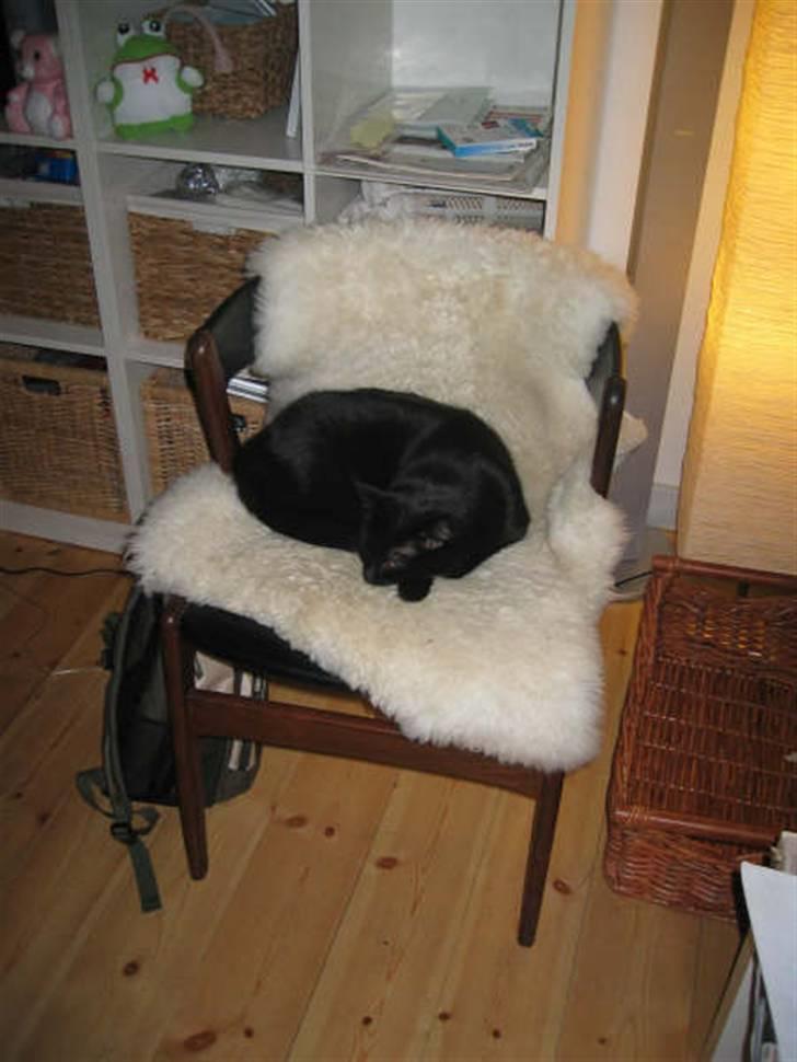 Blanding af racer Emma-katten - Lidt søvn skal man da have i løbet af dagen - omkring 20 timer er passende :-) billede 2