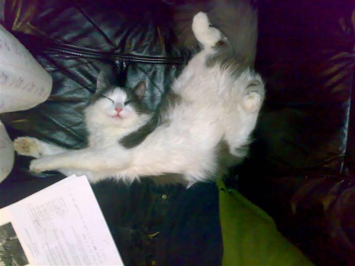 Huskat buller<3333 - så strækker vi ud!!:b billede 17