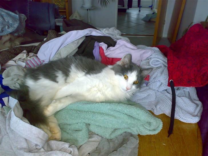 Huskat buller<3333 billede 18