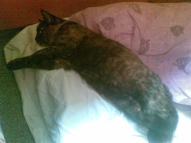 Blanding af racer Van Gogh billede 8