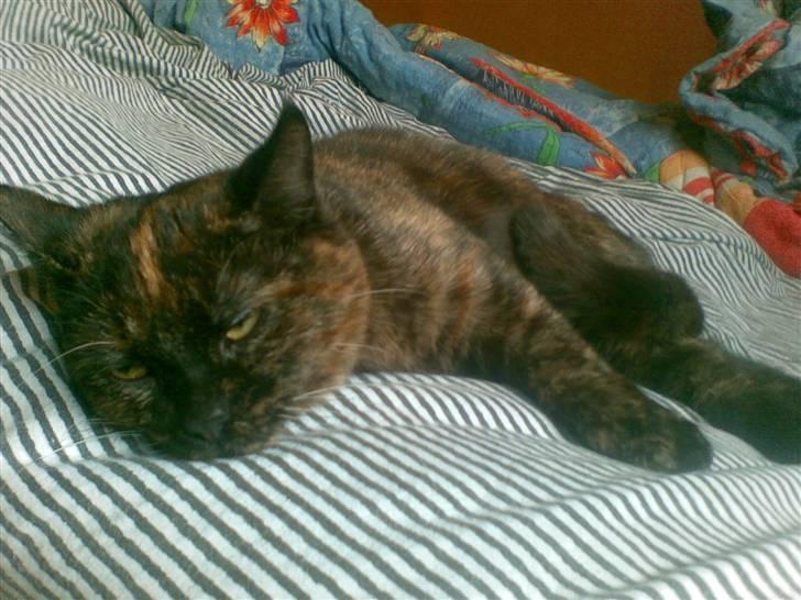 Blanding af racer Van Gogh billede 9