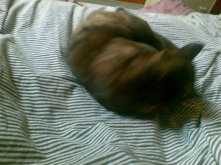 Blanding af racer Van Gogh billede 10