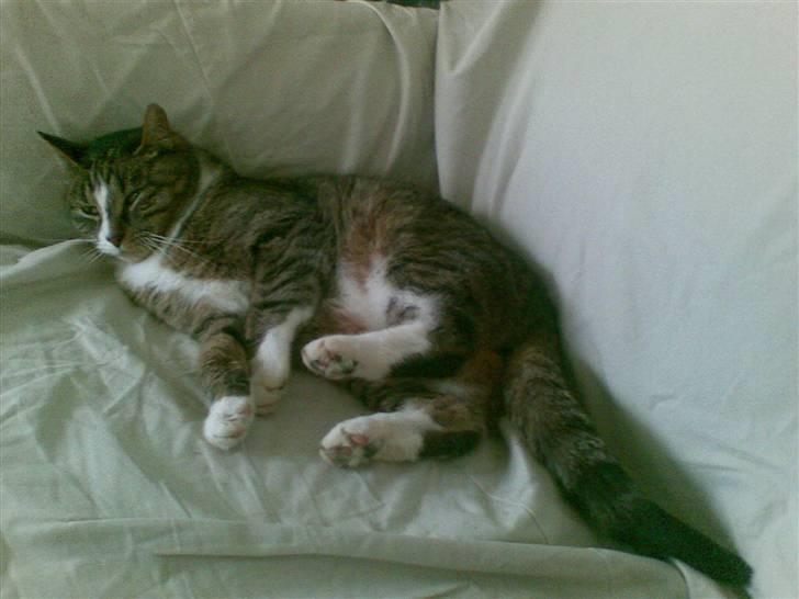 Huskat Buster billede 9