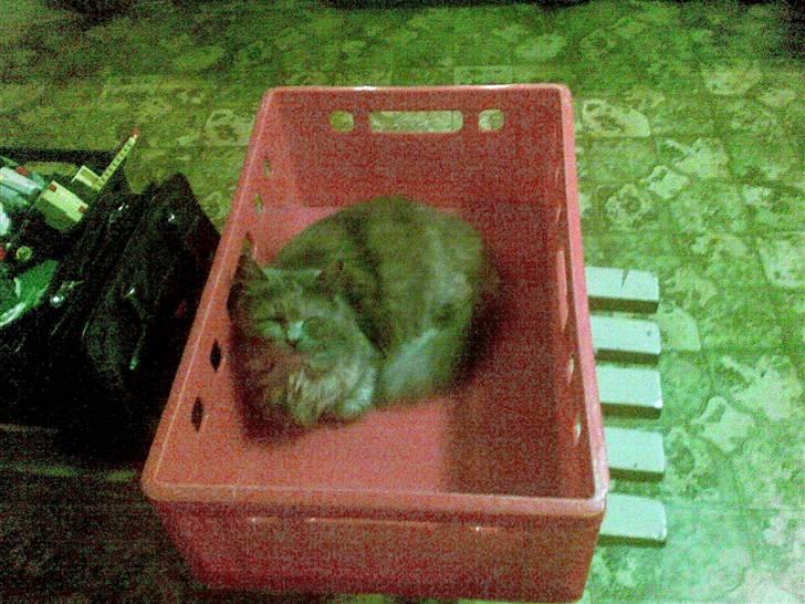 Blanding af racer Fie billede 9