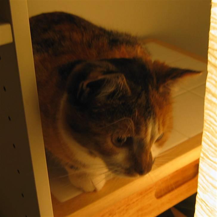 Blanding af racer Emma-katten - Til ære for Maya (2006-2008): Emma´s allerbedste ven billede 3