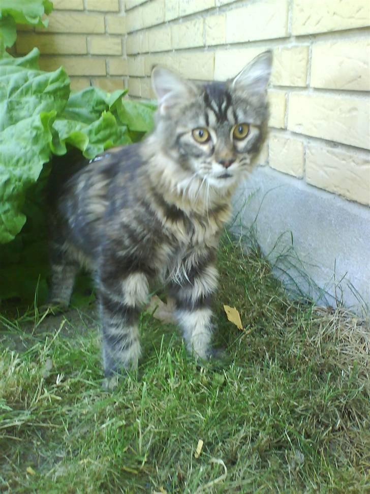 Maine Coon Alma - Farlig tiger billede 4