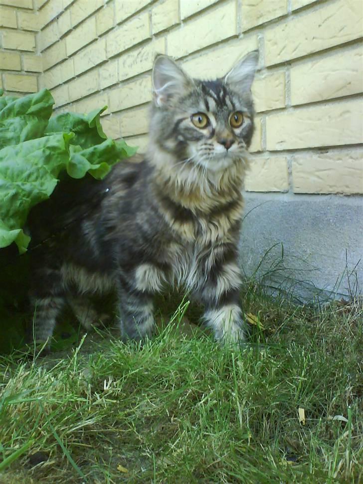 Maine Coon Alma - Har fået øje på noget spændende! billede 5