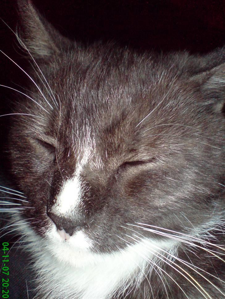 Blanding af racer pyrus *min dejlige miss* billede 5